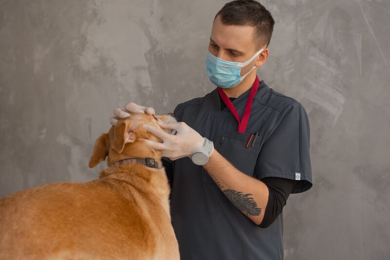SEO para clínicas e hospitais veterinários em Lisboa